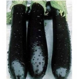 Kraljevsko tržište patlidžana f1